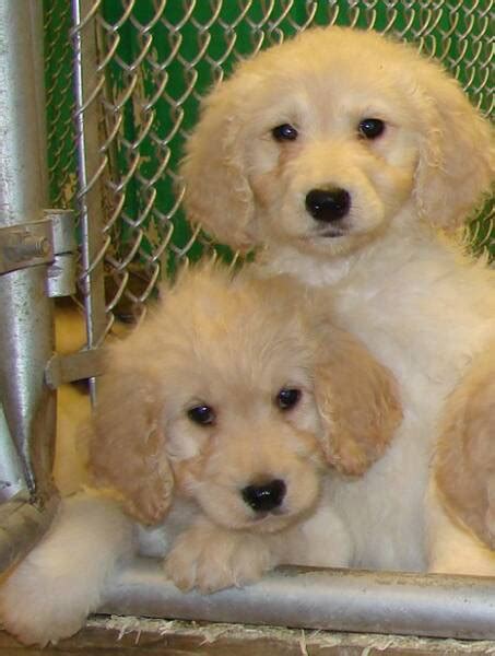 Puppies for sale in cleveland ohio under $300. Things To Know About Puppies for sale in cleveland ohio under $300. 